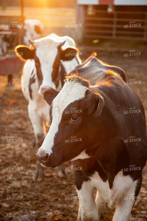 Holstein Cattle 142036