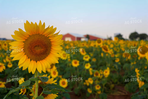 Sunflower 60033