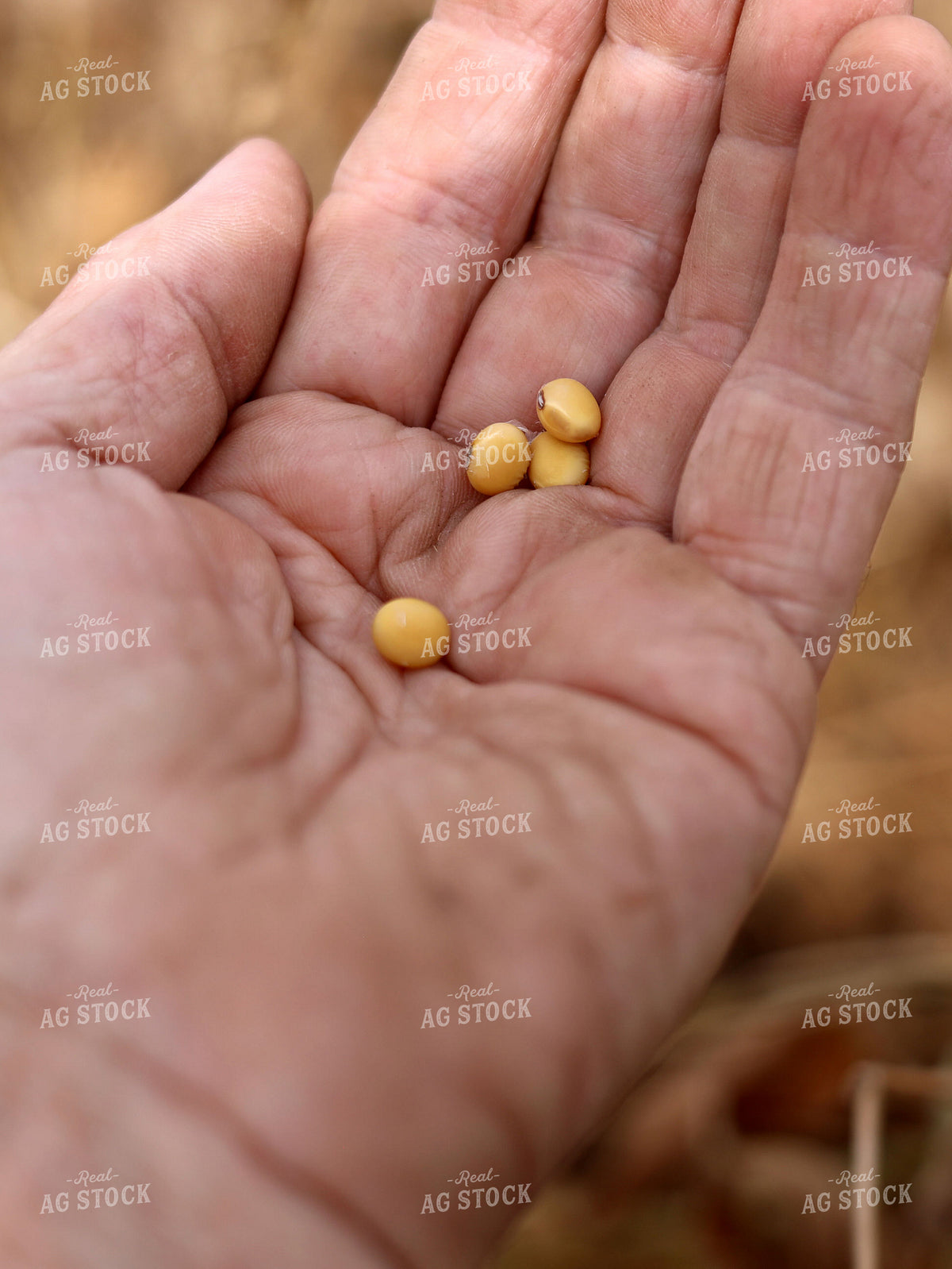 Holding Soybeans in Hand 141798