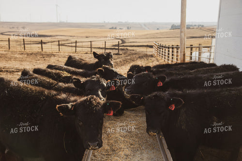 Commercial Black Angus Cattle Eating Out of Feed Trough 67228