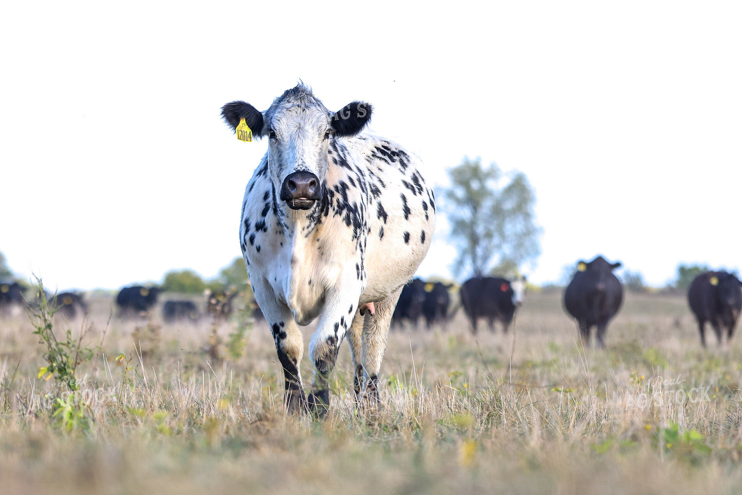 Speckled Park Cattle 160434