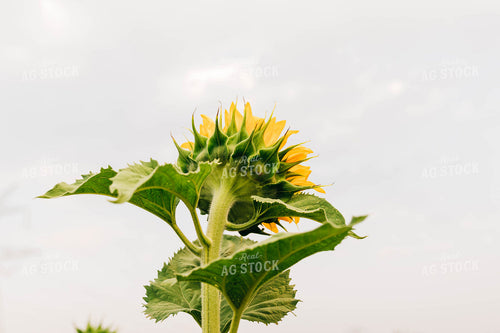 Sunflower 61023