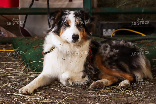 Dog at Fair 52241