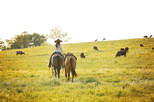 Rancher on Horse in Pasture 127029