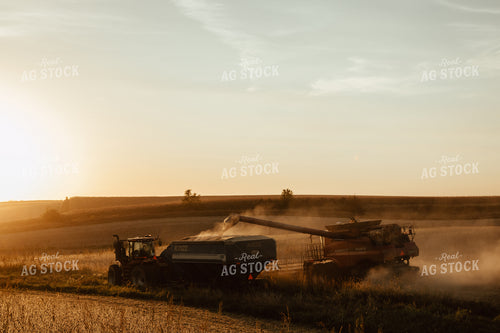 Soybean Harvest 67954