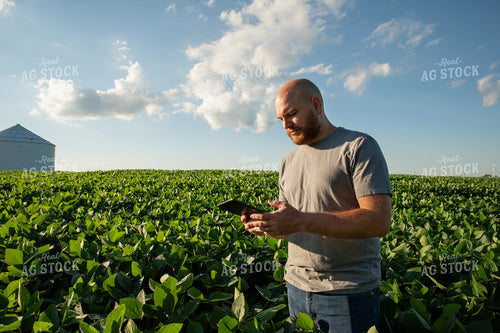 Farmer on iPad in Soybean Field 25965