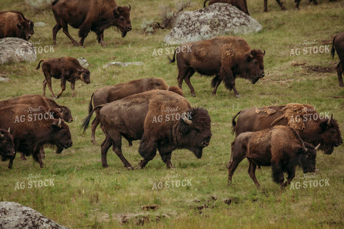 American Bison 285048