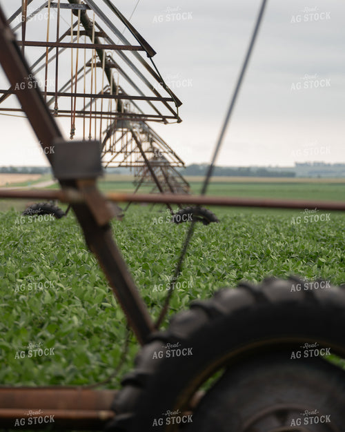 Irrigated Alfalfa Field 185140