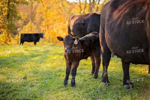 Cow-Calf in Pasture 93067