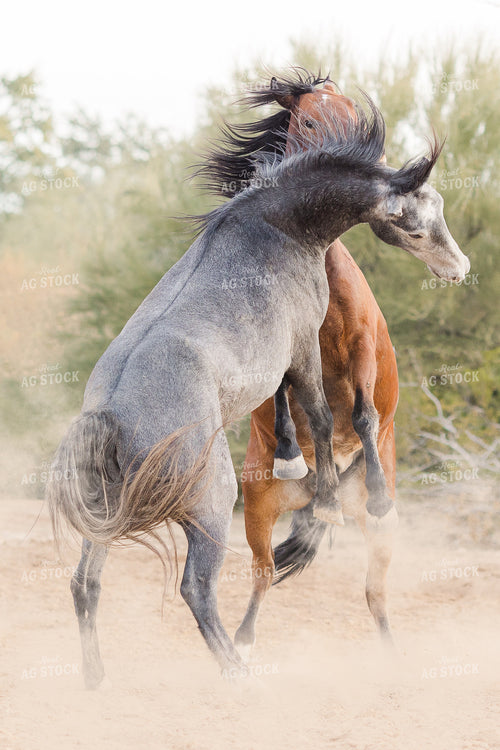 Horses 184032