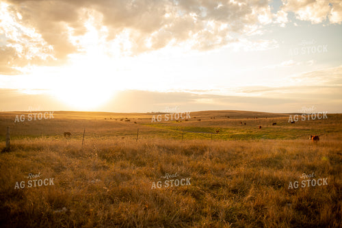Scenic Pasture 212029
