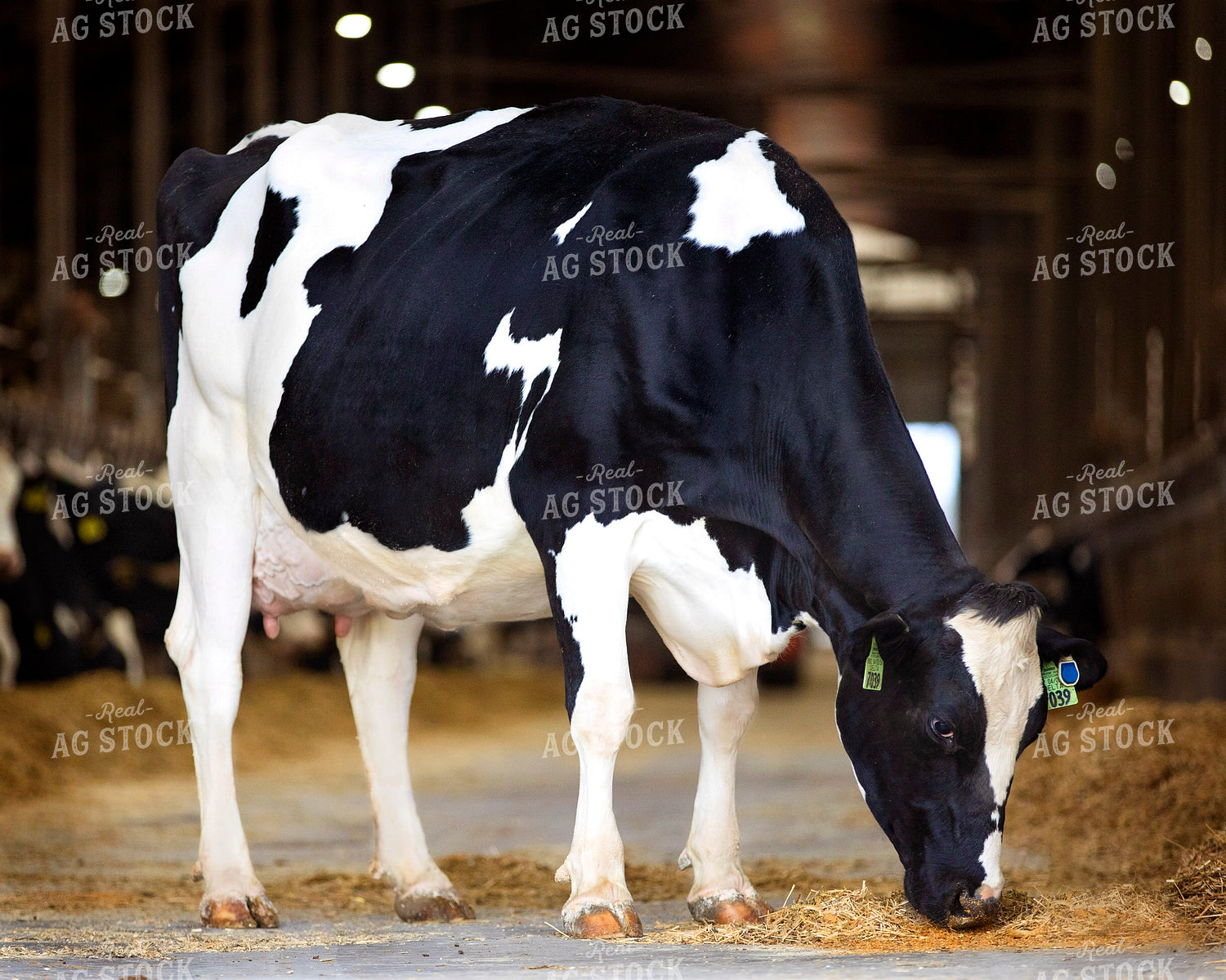 Holstein Cattle Eating 55254