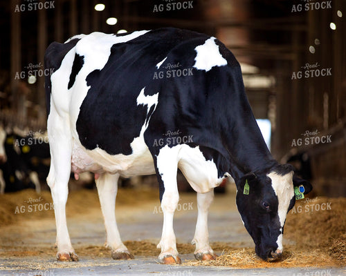 Holstein Cattle Eating 55254