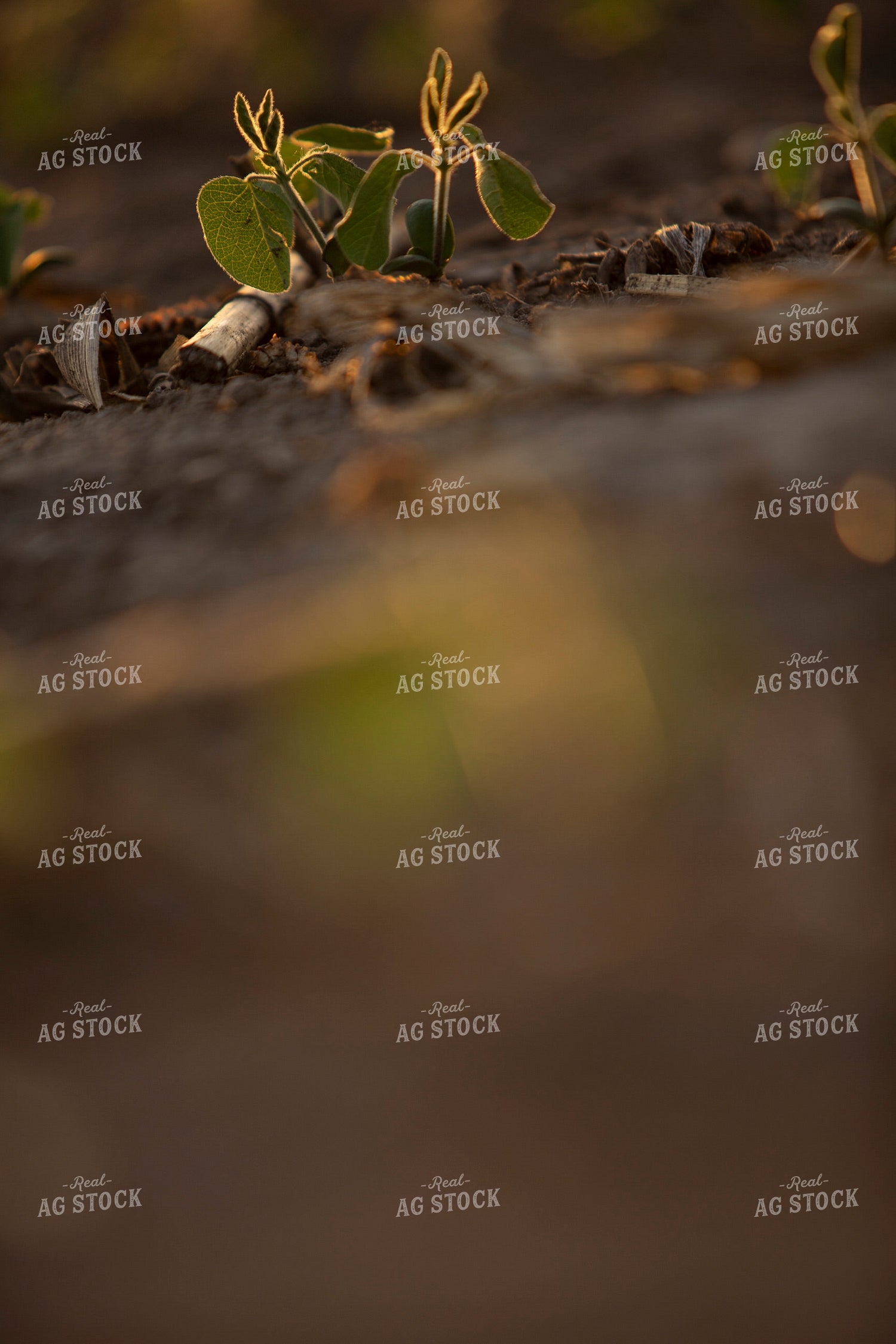 Soybeans - Mid-Season 1473