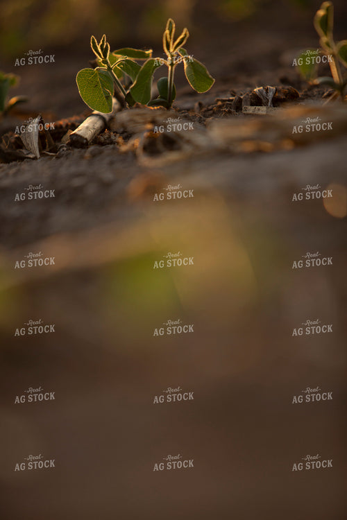 Soybeans - Mid-Season 1473
