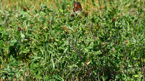 Butterfly Collecting Nectar and Pollen from Wildflowers on CRP Land 25072