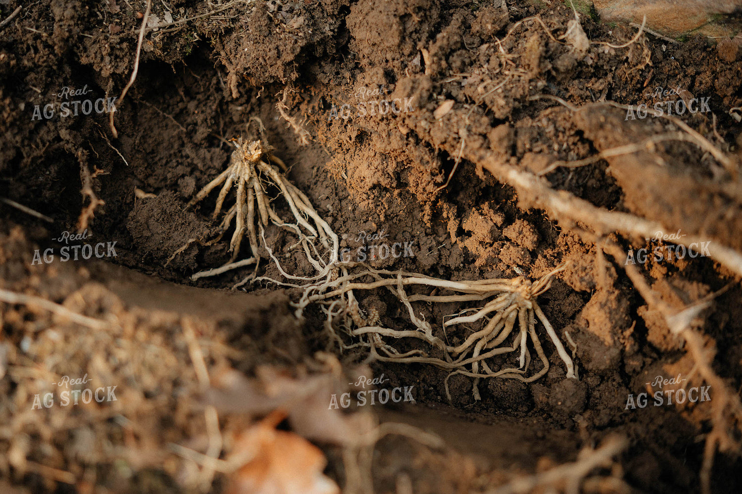 Planting Asparagus 125251