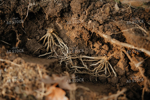 Planting Asparagus 125251