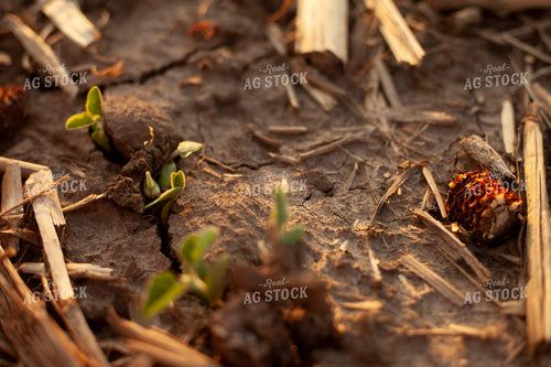 Soybeans - Early Growth 1447