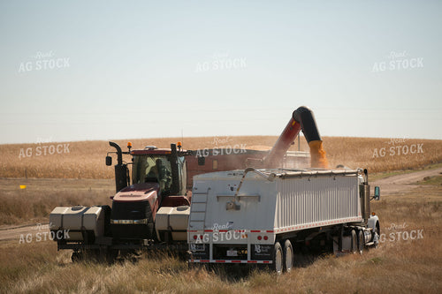 Unloading Harvested Corn 303050