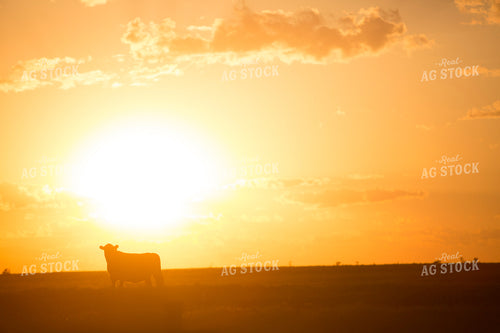 Cattle 1698