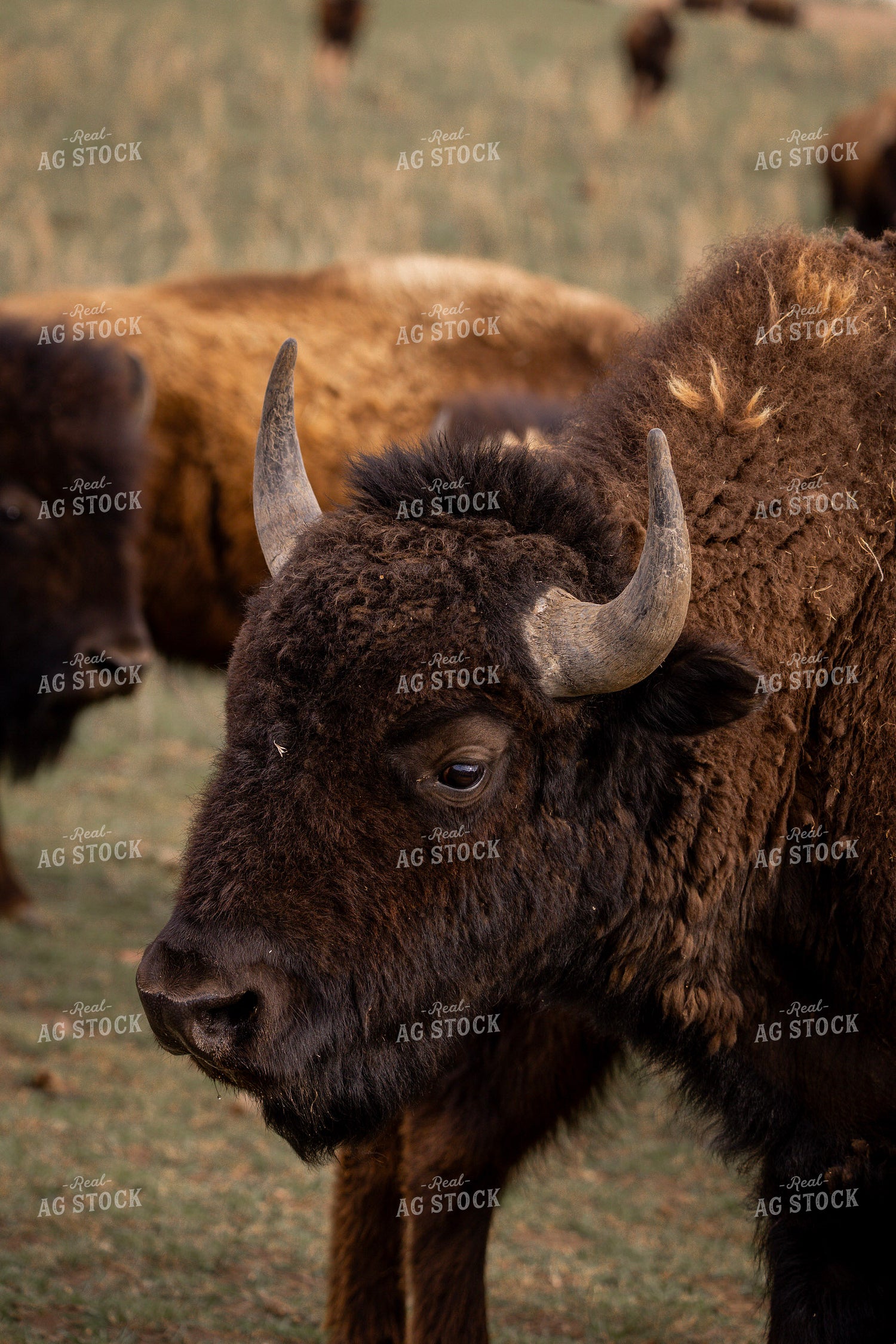 Bison – Real Ag Stock