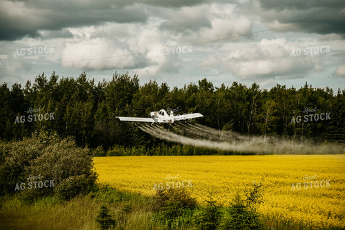 Crop Duster Spraying Canola Field 64139