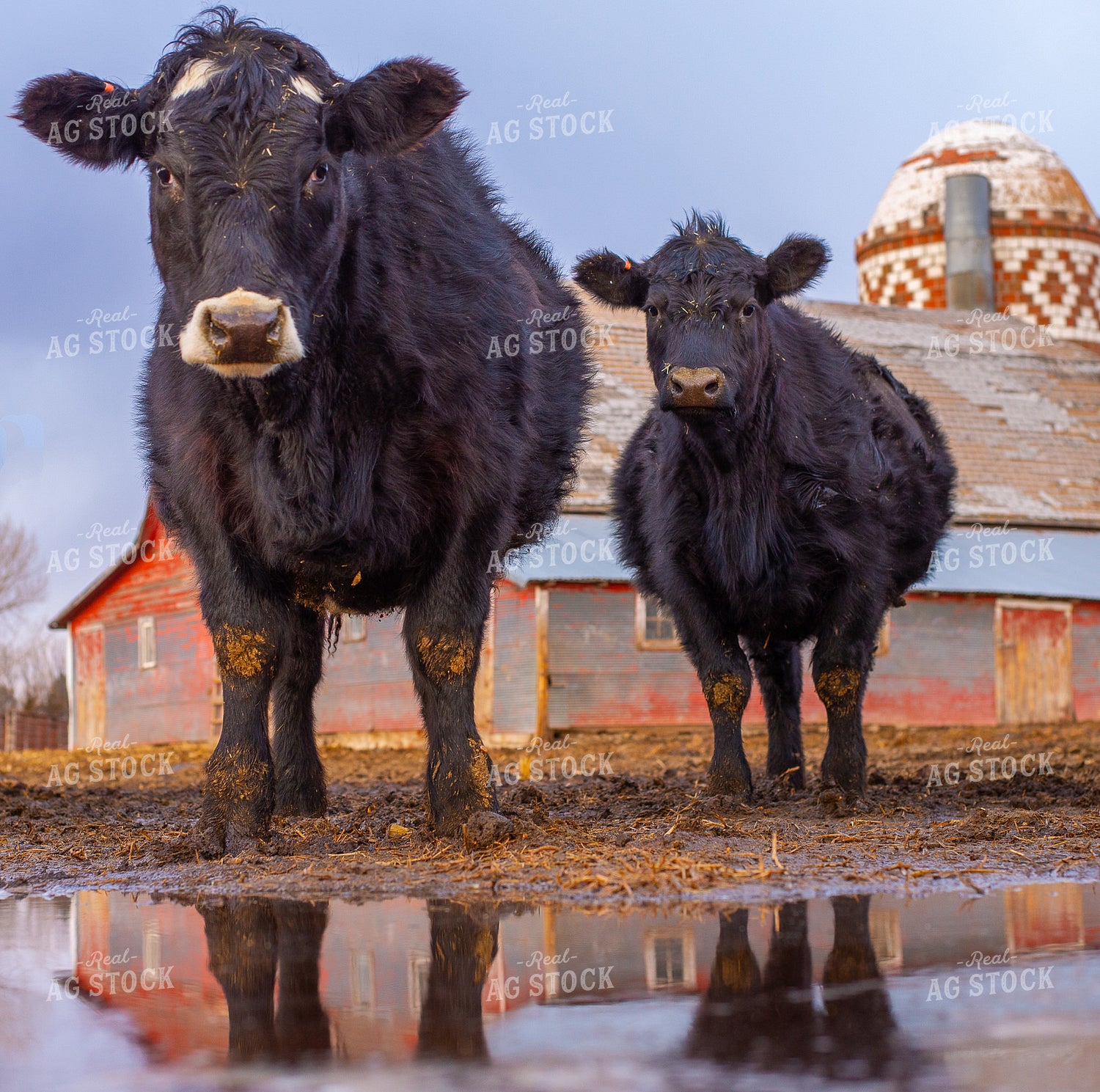 Cattle and Reflection 299051