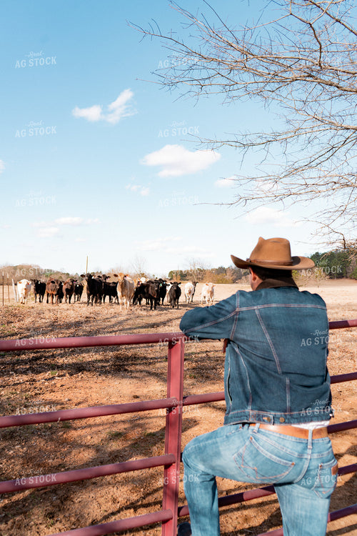 Rancher Watching Cattle in Pasture 128000