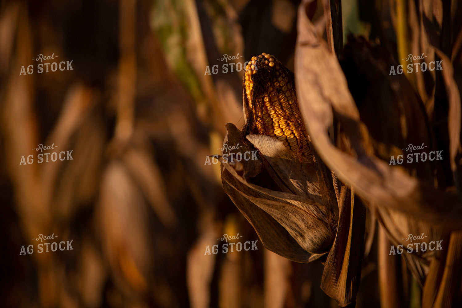 Harvest 2513