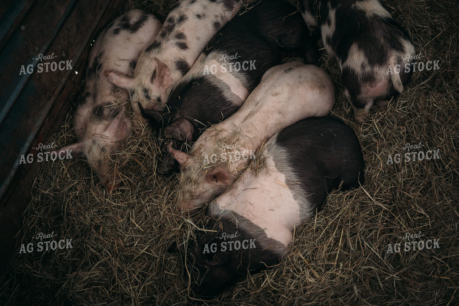 Pigs in Trailer 196090