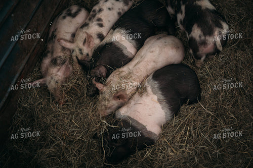 Pigs in Trailer 196090