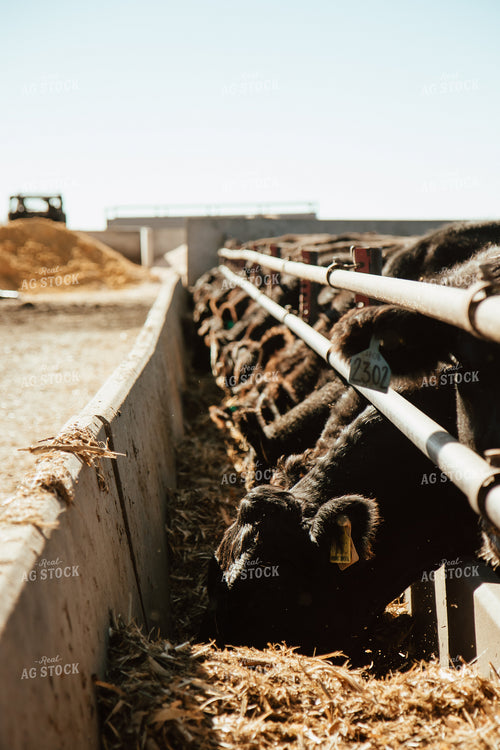Cattle Eating in Feedbunk 67535