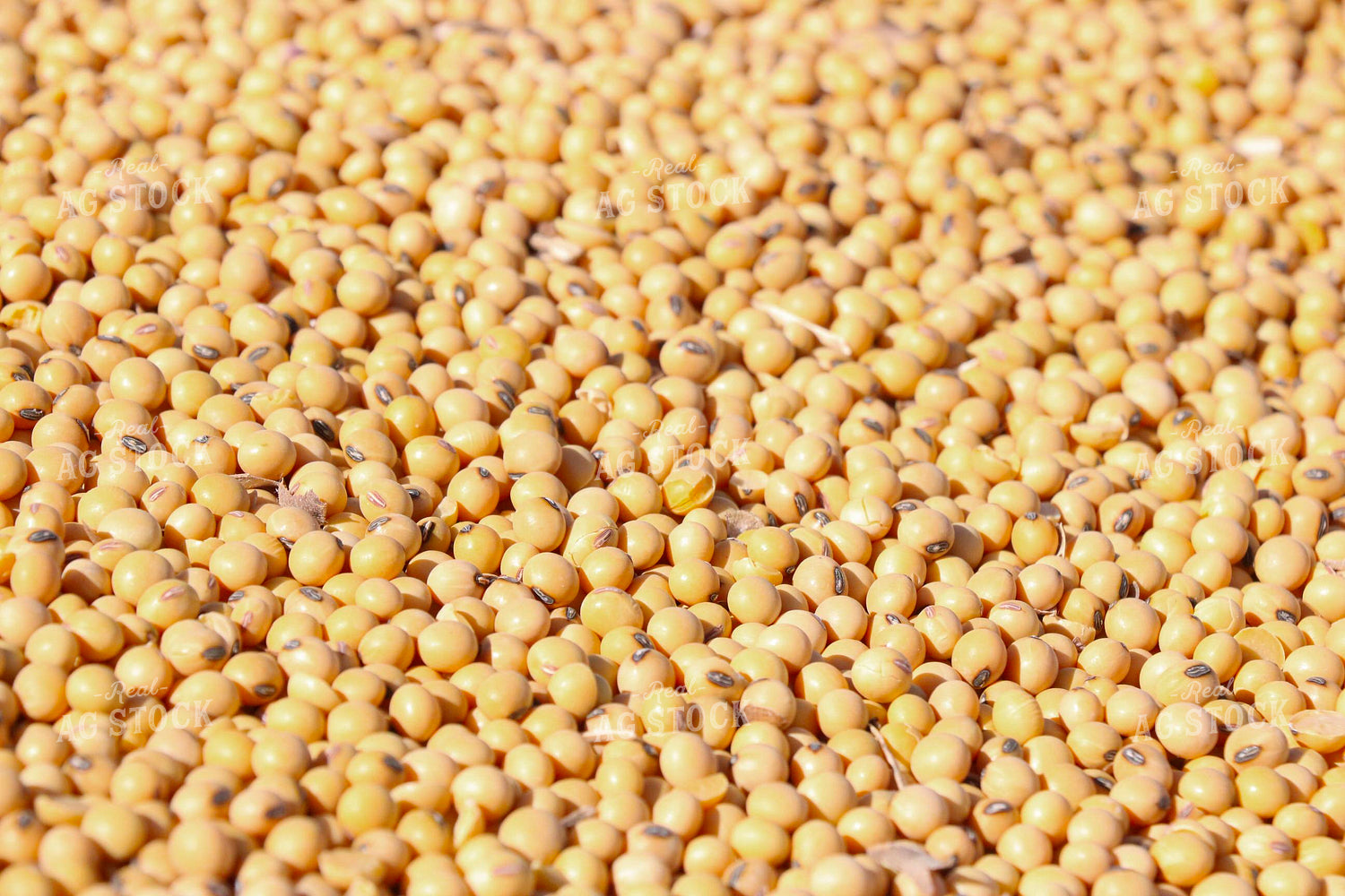 Harvested Soybeans 299279