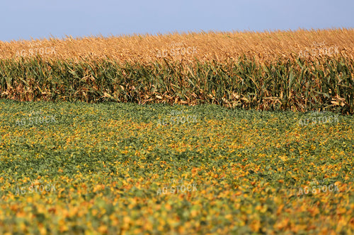 Soybean Field and Corn Field 141776