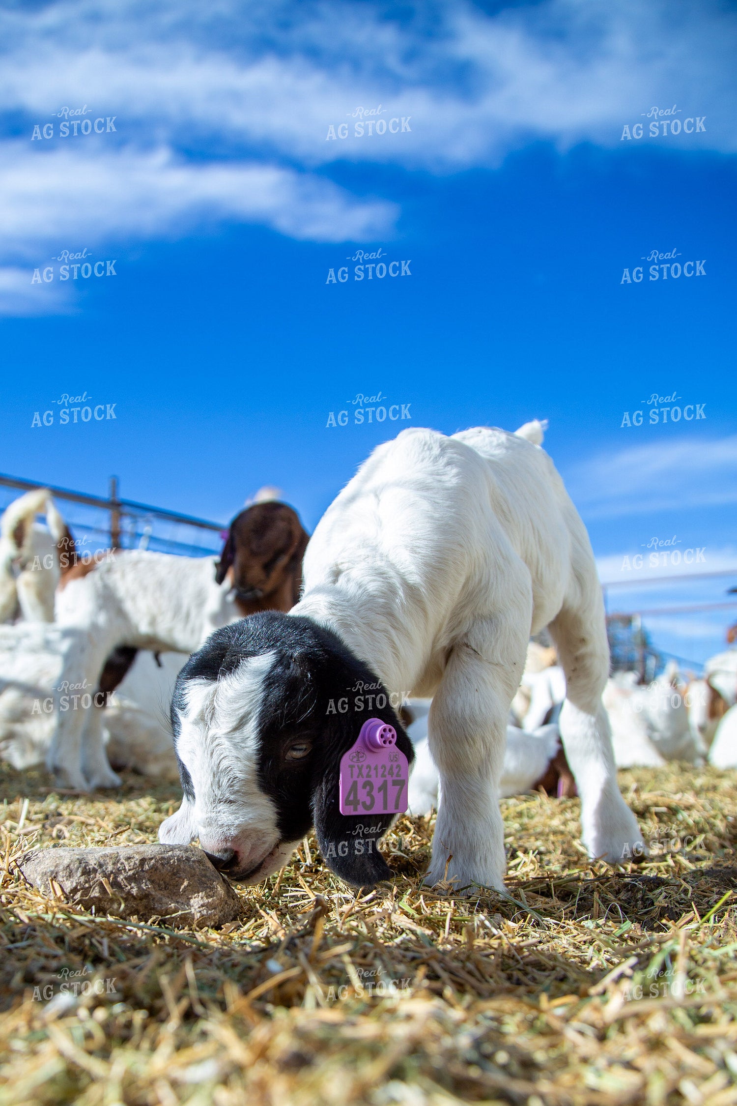 Goat Kids 134057
