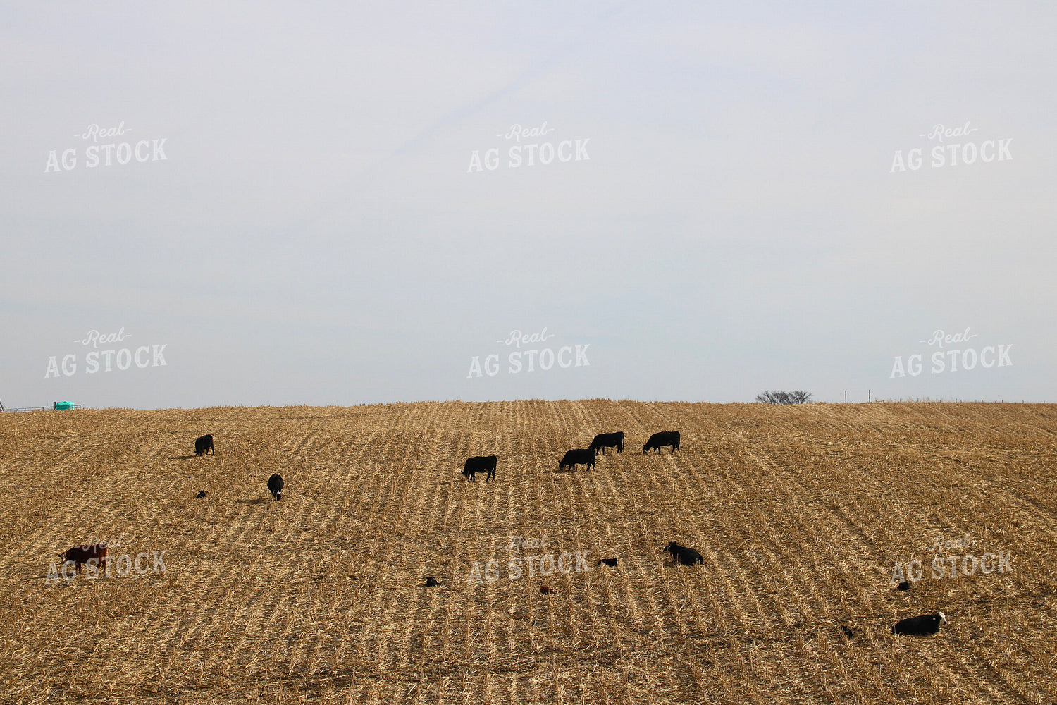 Cattle on Stalks 82368