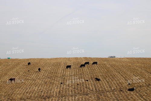 Cattle on Stalks 82368