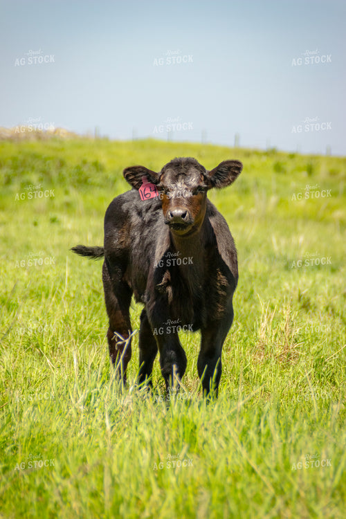 Young Calf Standing in Pasture 155189
