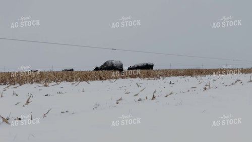 Black Angus Cattle on Milo Stubble 239562