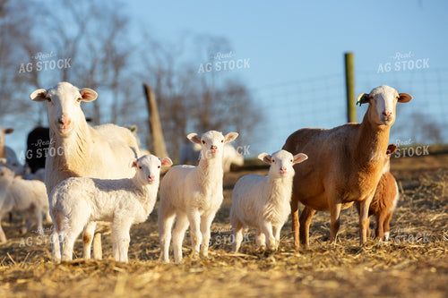 Sheep 270265