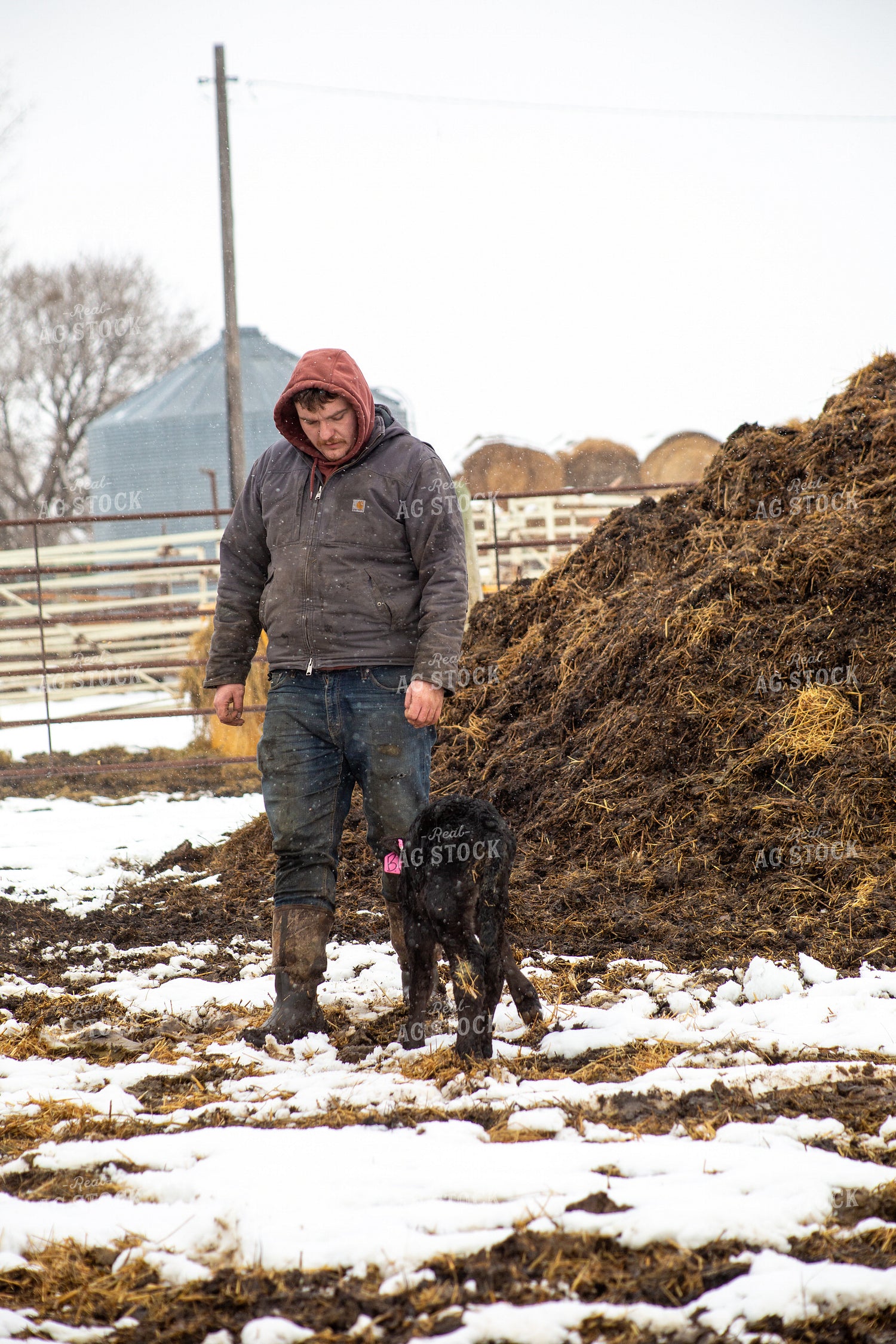 Farmer Checking Calves 155427