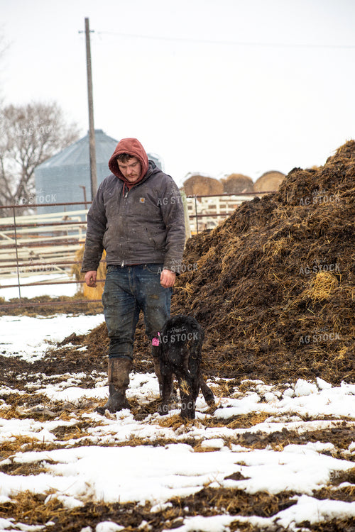 Farmer Checking Calves 155427