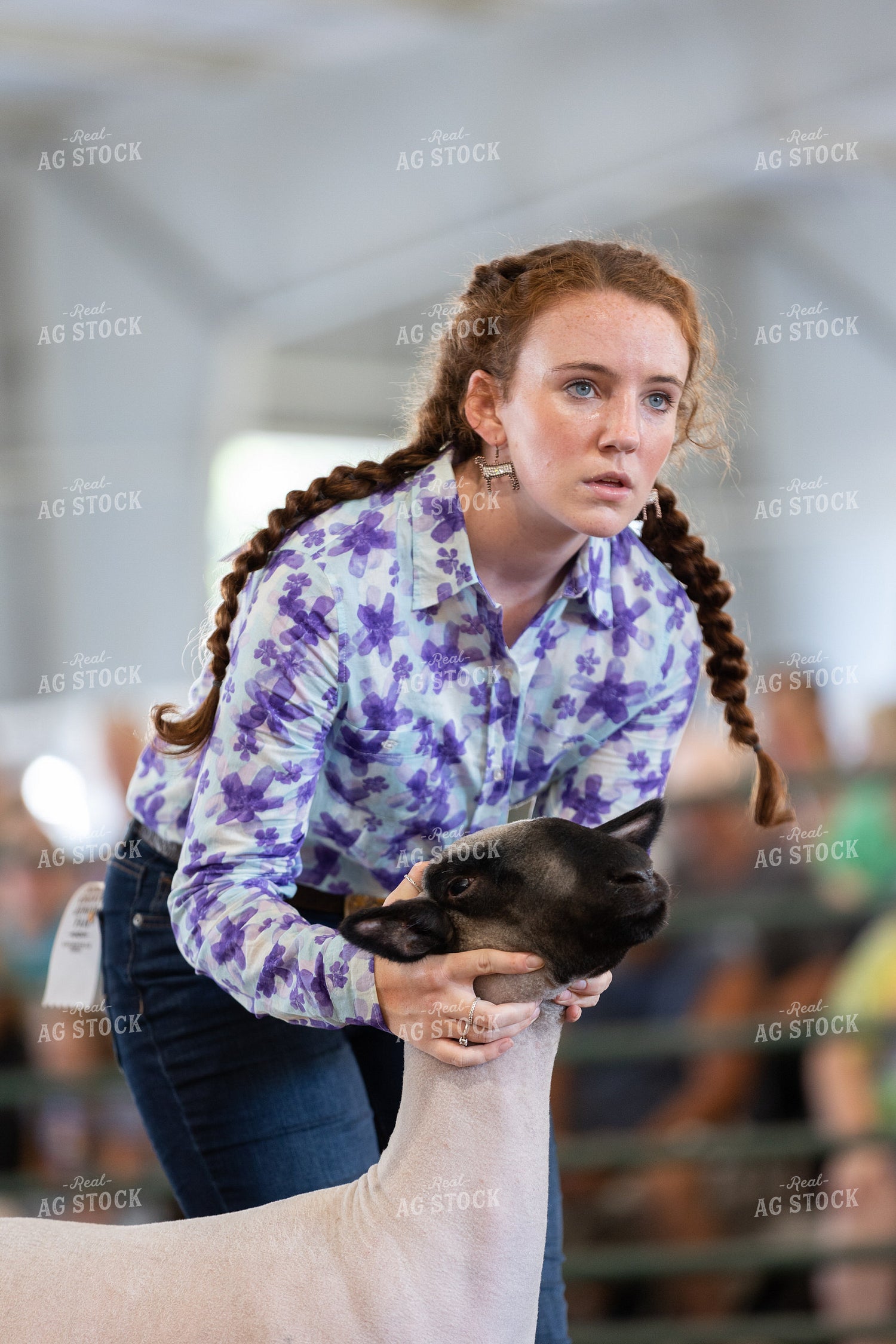 Farm Kid Showing Sheep 52506