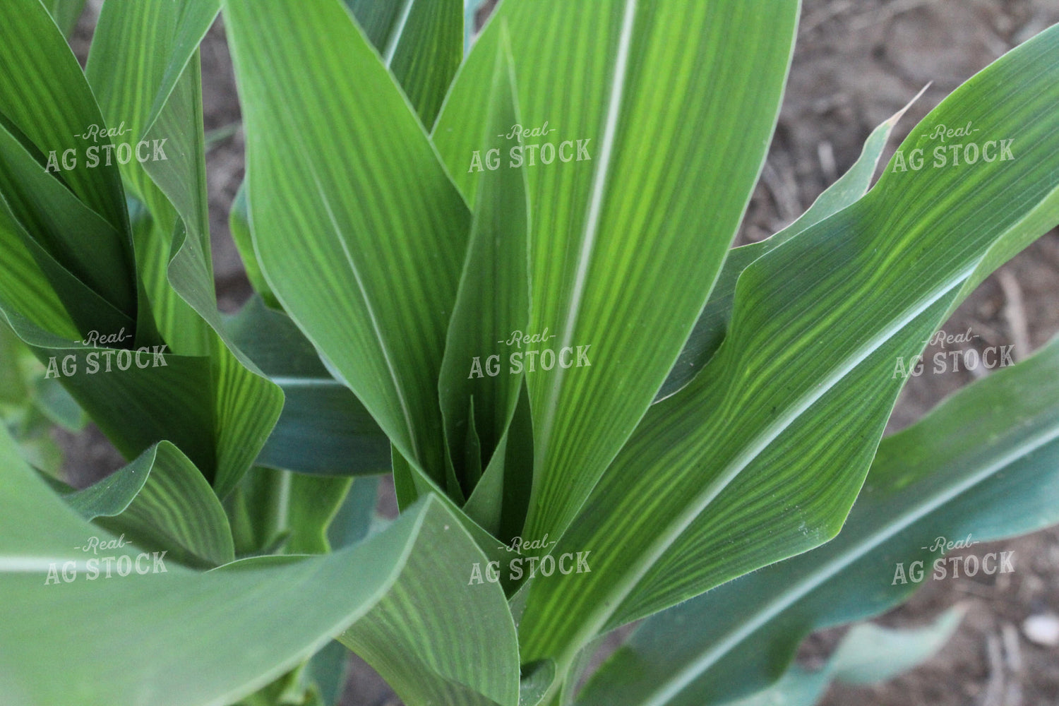 Mid-Season Corn 52036