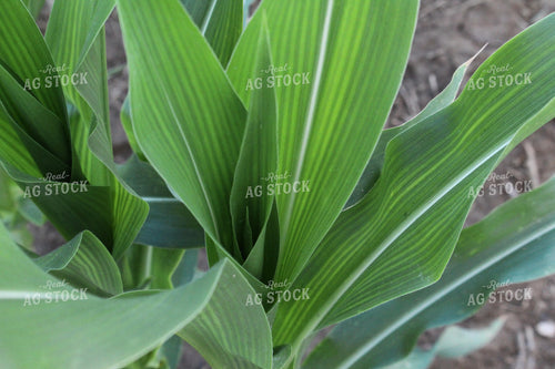 Mid-Season Corn 52036