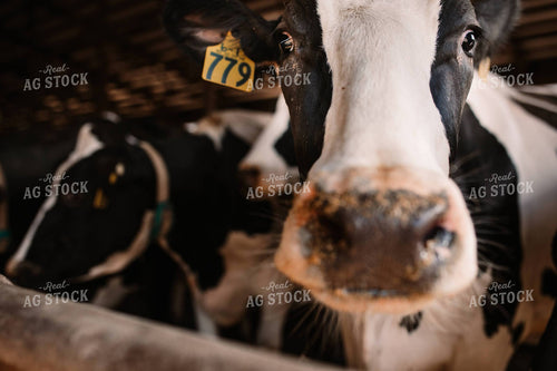 Holstein Cattle in Open Air Barn 152249