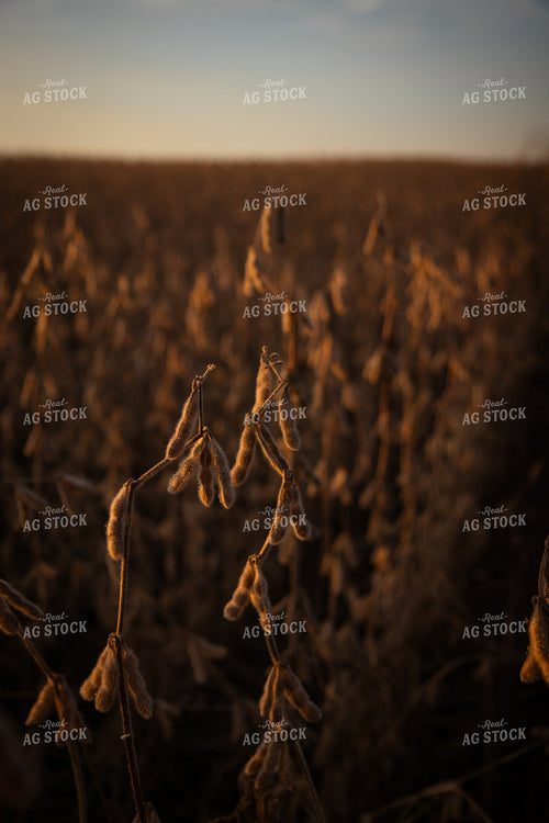 Dried Soybeans 67955