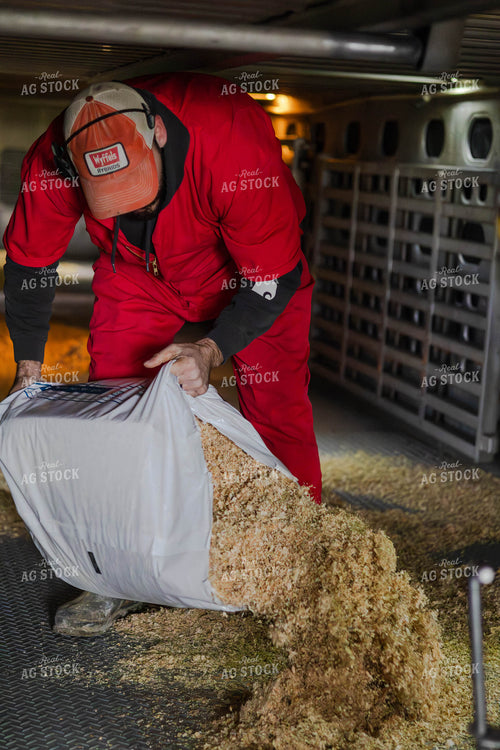 Farmer Spreading Shavings in Livestock Trailer 289079
