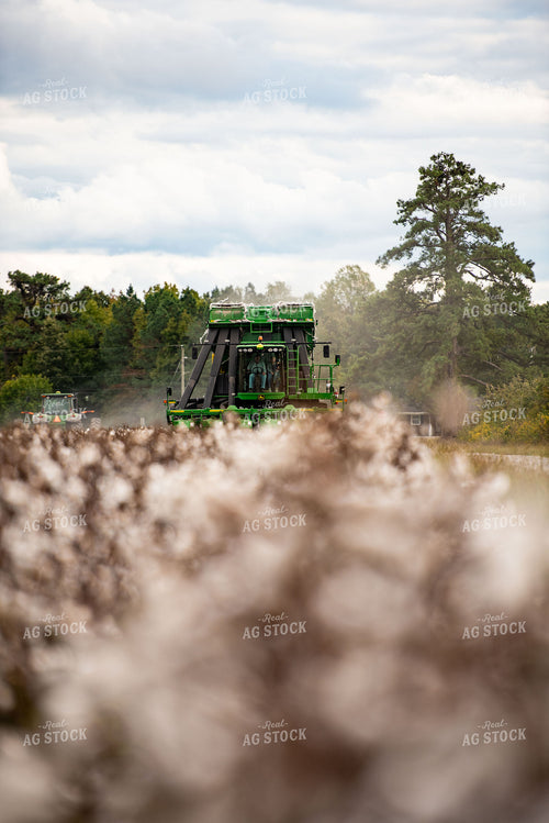 Cotton Harvest 136152
